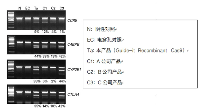 重组Cas9蛋白质 (3 μg/μl)