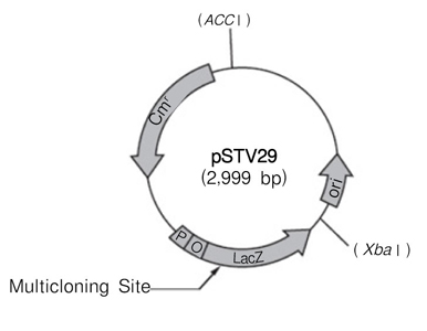 pSTV29 DNA