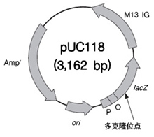 pUC118 Hinc II/BAP