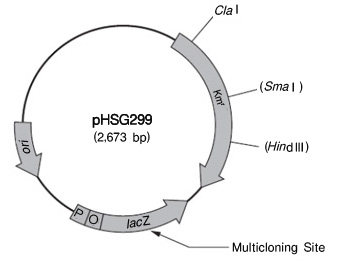 pHSG299 DNA