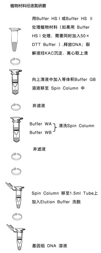 TaKaRa MiniBEST Plant Genomic DNA Extraction Kit