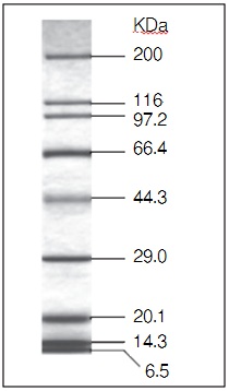 Protein Molecular Weight Marker (Broad)