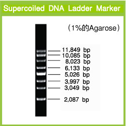 Supercoiled DNA Ladder Marker