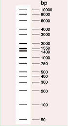 Wide-Range DNA Ladder (50-10,000 bp)