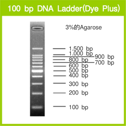 100 bp DNA Ladder (Dye Plus)