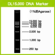 DL15,000 DNA Marker