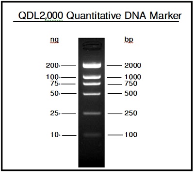 QDL2,000 Quantitative DNA Marker