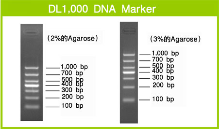 DL1,000 DNA Marker