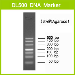 DL500 DNA Marker