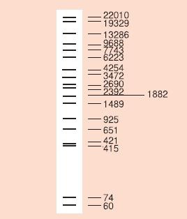 λ-EcoT14 I/Bgl II digest