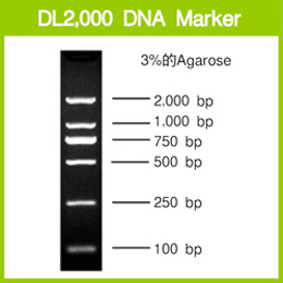 DL2,000 DNA Marker