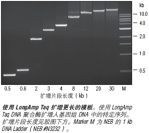 LongAmp® Taq DNA 聚合酶                 货   号                  #M0323L