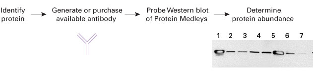 人组织特异性蛋白提取物 Protein Medleys