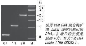 Vent®  DNA 聚合酶                 货   号                  #M0254L