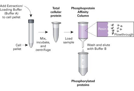 磷蛋白富集试剂盒