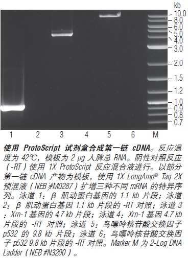 ProtoScript®  cDNA 第一链合成试剂盒             货   号                  #E6300L