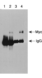 Myc & HA标签抗体