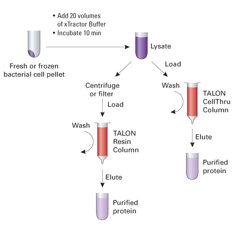 Cell Lysis Buffers