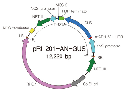 pRI 201-AN-GUS DNA
