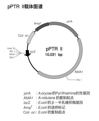 pPTR II DNA