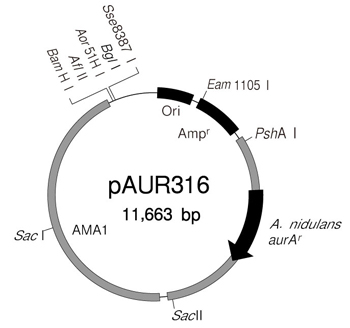 pAUR316 DNA