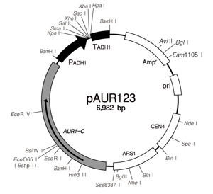 pAUR123 DNA