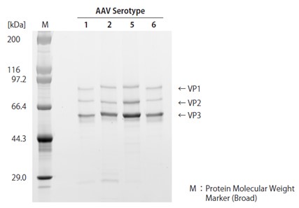 AAVpro&reg; Freeze-Thaw Extraction Buffer (All Serotypes)