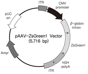 pAAV-ZsGreen1 Vector