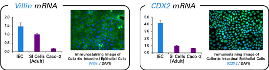 Human Stem Cell Derived Intestinal Epithelial Cells