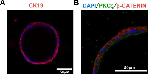 iPS Cell to Hepatocyte Differentiation System