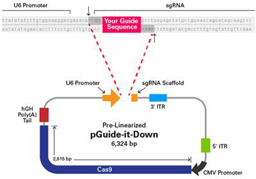 CRISPR/Cas9腺相关病毒系统