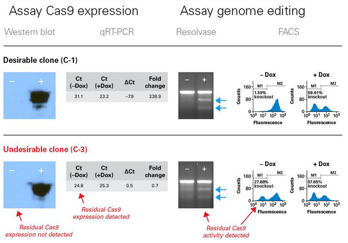 CRISPR/Cas9慢病毒系统