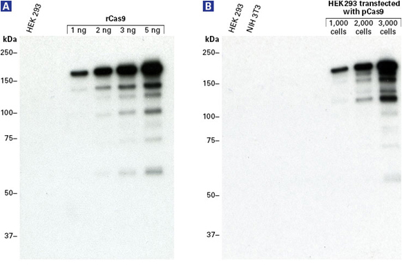 Cas9蛋白质检测抗体