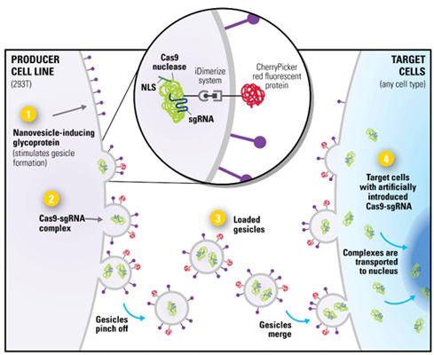 Cas9-sgRNA细胞纳米囊泡制备